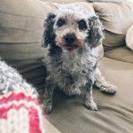 Un Doxiepoo au pelage bicolore, avec des oreilles tombantes, assis sur un canapé et regardant la caméra.