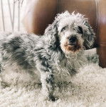 Un Doxiepoo au pelage bicolore debout et qui fixe la caméra 