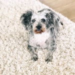 Un Doxiepoo au pelage bicolore allongé sur un tapis en laine, fixant la caméra.