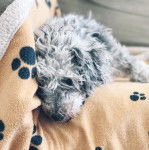 Un Doxiepoo allongé et qui regarde la caméra