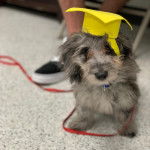 Photo d’un Doxiepoo de pelage bicolore allongé sur un sol carrelé, portant un chapeau jaune sur la tête et un collier bleu autour du cou.