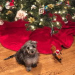 Un Doxiepoo de pelage bicolore assis sur un sol en bois et qui fixe la caméra 