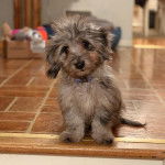 Un Doxiepoo au pelage bicolore assis sur un sol carrelé et portant un collier bleu autour du cou.