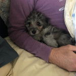 Un petit Doxiepoo de pelage bicolore allongé dans les bras de son propriétaire et qui semble détendu