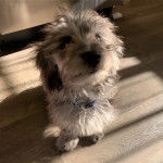 Un Doxiepoo au pelage bicolore assis sur un sol en bois et qui porte un collier bleu autour du cou 