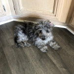 Un Doxiepoo de pelage bicolore allongé sur un sol en bois et qui regarde la caméra  