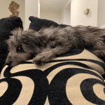 Un Doxiepoo au pelage bicolore allongé sur un coussin et qui regarde la caméra