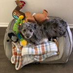 Un Doxiepoo au pelage bicolore allongé dans son lit et qui fixe la caméra  