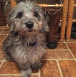 Un Doxiepoo à pelage bicolore assis sur un sol pavé et qui porte un collier autour du cou.