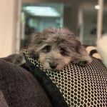 Un Doxiepoo de pelage bicolore posant sa tête sur un coussin et qui semble détendu 