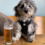 Un Doxiepoo au pelage bicolore assis devant un verre un bière qui porte un harnais noir