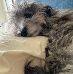 Un Doxiepoo au pelage bicolore allongé et qui regarde la caméra