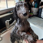 Un Doxiepoo au pelage mouillé, qui se tient debout dans un lavabo.