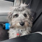 Un Doxiepoo au pelage bicolore assis dans un véhicule et portant un collier au cou 