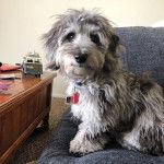 Un Doxiepoo au pelage bicolore assis , portant un badge au cou et qui fixe la caméra 