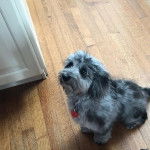  Un Doxiepoo au pelage bicolore est assis sur un sol en bois, et il lève les yeux vers le haut.