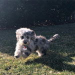 Un Doxiepoo au pelage bicolore , qui court sur une surface en gazon et qui porte une médaille autour du cou 
