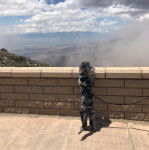 Un Doxiepoo de pelage noir de dos debout sur ses deux pattes arrière et qui porte une laisse noire 