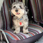  Un Doxiepoo de pelage bicolore est assis dans un véhicule, la gueule ouverte, et porte un collier autour du cou.