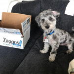 Un Doxiepoo assis sur un canapé et portant un badge autour de son cou