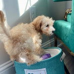 Un Doxiepoo bicolore, debout sur un panier à linge et semblant détendu.