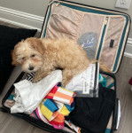 Un Doxiepoo au pelage bicolore avec des oreilles pendantes, allongé dans une valise et qui regarde la caméra.