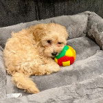 Un Doxiepoo au pelage fauve, allongé dans sa couchette et posant sa tête sur une balle