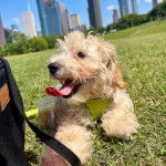 Un Doxiepoo de pelage bicolore, allongé sur une pelouse avec sa langue pendante hors de sa gueule et portant un harnais jaune.