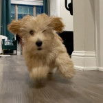  Un Doxiepoo à la fourrure bicolore qui court sur le sol en bois et semble s’amuser.