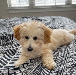 Un Doxiepoo de pelage bicolore allongé sur un matelas et qui fixe la caméra