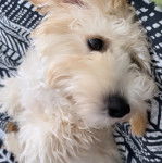 Un Doxiepoo de pelage blanc allongé sur le dos et qui semble détendu