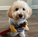 Un Doxiepoo au pelage bicolore debout sur un sol en bois, vêtu d’un habit bleu à rayures blanches.