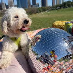 Un Doxiepoo au pelage blanc, allongé et portant un harnais jaune, avec sa langue légèrement tendue