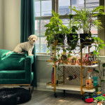 Un Doxiepoo de pelage blanc assis sur un canapé et qui fixe la caméra