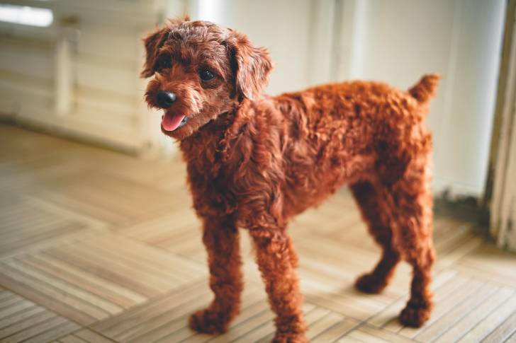 Un Doxiepoo au pelage roux, se tenant debout sur un parquet en bois