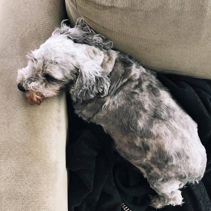 Un Doxiepoo de pelage gris et blanc allongé et qui semble détendu 