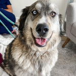 Photo d’un Goberian à pelage bicolore assis, la langue pendante hors de sa gueule, et tenu en laisse.