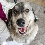 Un Goberian de pelage bicolore aux oreilles tombantes , assis sur un tapis et   ouvre grand la gueule  