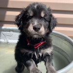 Un Goberian à la fourrure bicolore, aux oreilles tombantes, se tient debout dans une baignoire et porte un collier autour du cou.