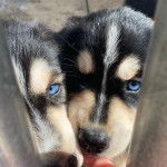 Photo de deux Goberians à pelage bicolore aux yeux bleus qui regardent la caméra