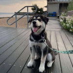 Photo d’un goberions assis sur une plateforme en bois, la langue pendante hors de sa gueule et retenue par une laisse.