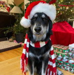Un Goberian de pelage tricolore est assis sur un sol en bois. Il porte un chapeau de Noël et une écharpe rouge et blanc.

