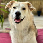 Une femelle Goberian au pelage bicolore, aux oreilles tombantes et a la langue légèrement pendante hors de sa gueule.