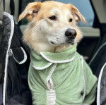 Un Goberian bicolore assis, vêtu d’un habit vert et semblant apaisé.