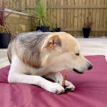 Un Goberian de pelage tricolore allongé, tenant un objet dans ses pattes, et semblant détendu