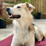 Un Goberian à pelage bicolore, allongé en ouvrant légèrement la gueule.