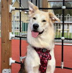 Photo d’un Goberian assis, la langue légèrement pendante hors de sa gueule, et portant un harnais.