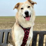 Un Goberian de pelage bicolore est assis sur un banc en bois, la langue légèrement pendante hors de sa gueule. Il porte un harnais noir à motifs.