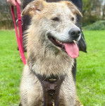 Un Goberian de pelage bicolore est assis sur une surface herbacée, la langue légèrement pendante, et porte un harnais.