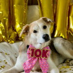 Une femelle Goberian allongée, inclinant la tête sur le côté et portant un nœud rose autour de son cou